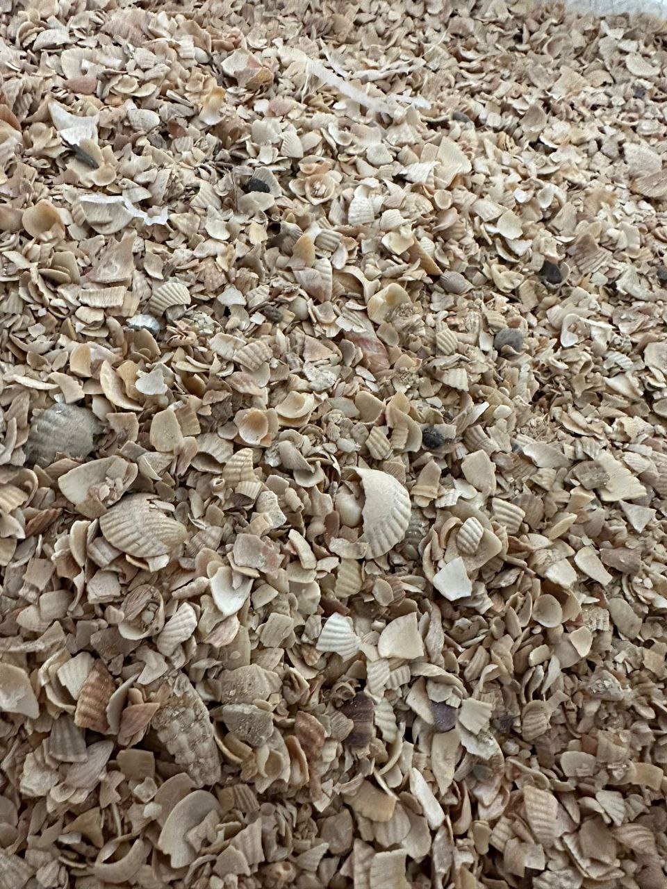 Ракушка кормовая морская 2