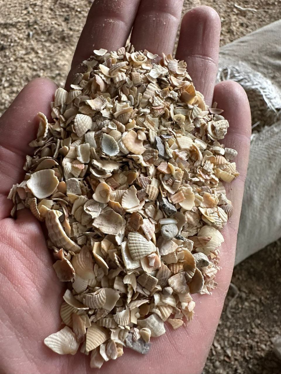 Ракушка кормовая