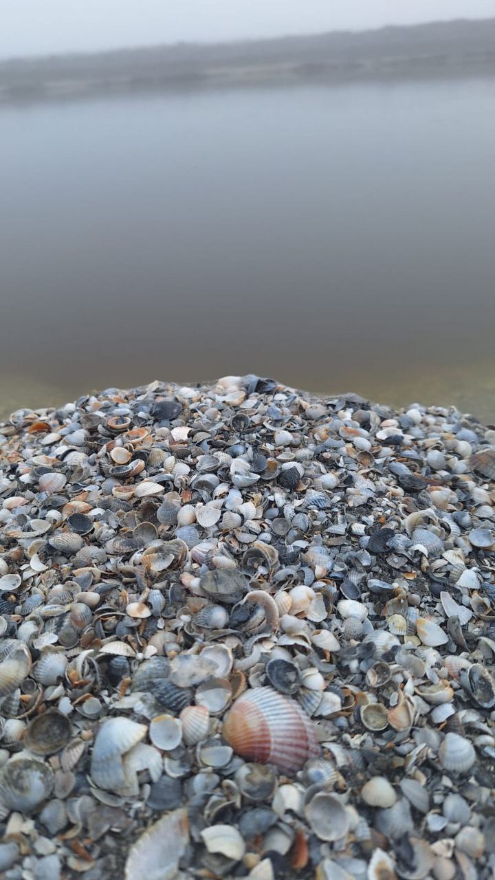 Ракушка кормовая морская 3